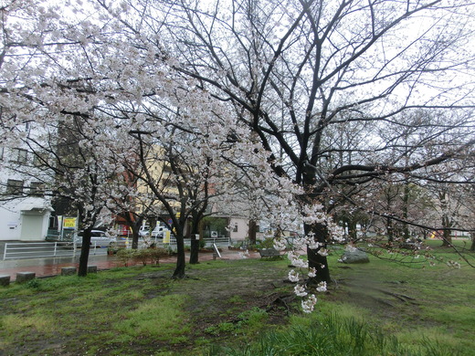 CIMG5951.JPG