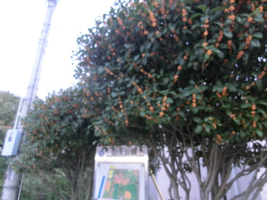 CIMG6000.JPG