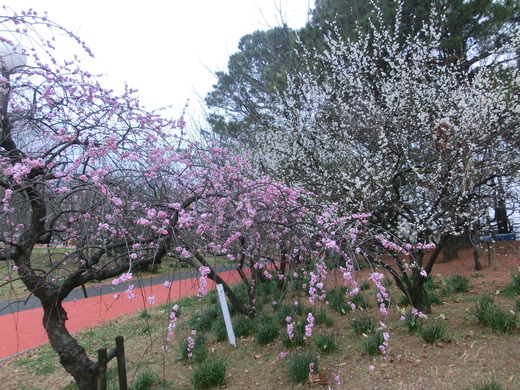 CIMG6051.JPG