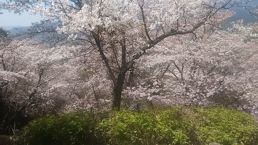 IMG_20170404_123211.jpg
